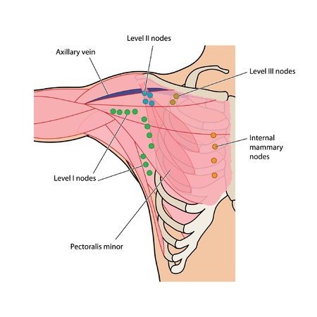 Lymph nodes of the axillaのイラスト素材