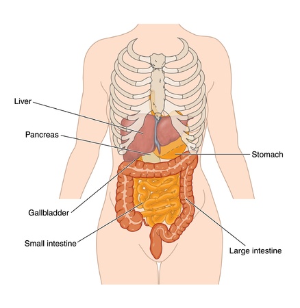 Abdominal organsのイラスト素材