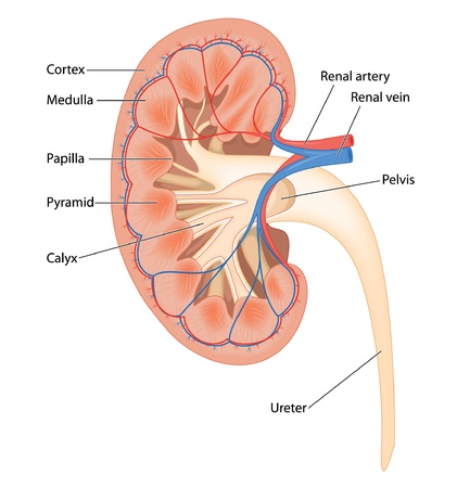 Cross section of human kidneyのイラスト素材