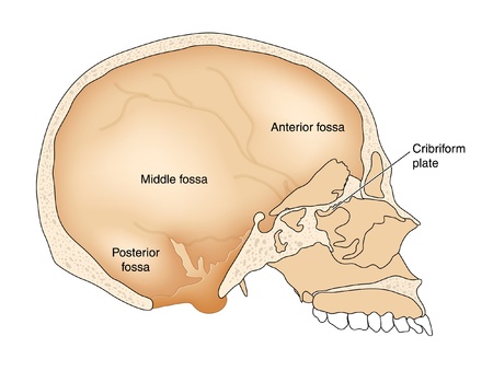 Cross section through skullのイラスト素材