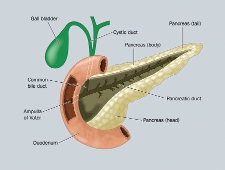 Vector of Drawing to show the pancreas, - ID:14192068 - Royalty Free ...