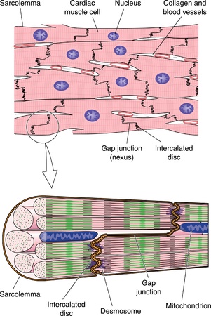 Drawing to show detail of cardiac  heart  muscle cells and muscle fibers, from the cellular to the sub-cellular levelのイラスト素材