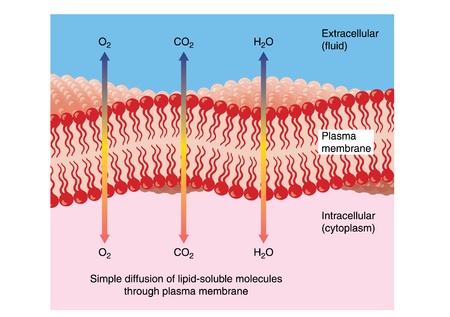 Diffusion of water, oxygen and carbon dioxide through a typical phospholipid bilayer plasma membrane