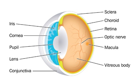 Oblique section through the eye  eyeball  showing the pupil, iris, lens, retina and other major structuresのイラスト素材