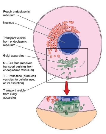 Drawing of a cell showing detailed structure of the Golgi apparatus and other organellesのイラスト素材