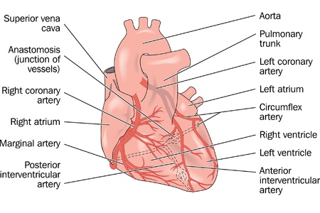 The external anterior anatomy of the heart showing coronary arteries and major vessels