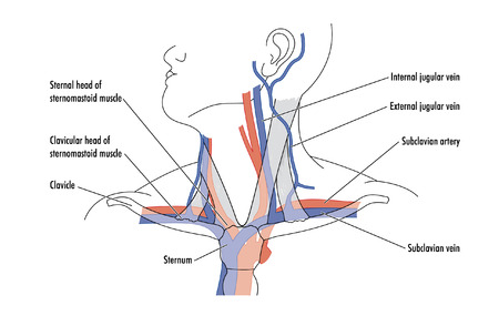 Drawing showing major blood vessels in the neck in relation to other structures