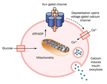 Diagram of insulin release from cell responding to glucose levels. Created in Adobe Illustrator.  Contains gradients.  EPS 10.のイラスト素材