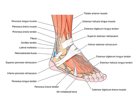 Tendons and muscles of the foot and ankle including the bones attachments and retinaculae. Created in Adobe Illustrator.  Contains transparencies.  EPS 10.