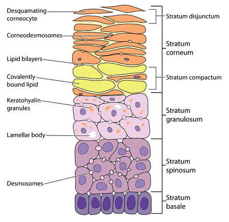 Detailed view of the skin layers, from the outermost desquamating corneocytes to the basal cells. のイラスト素材