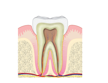Cross section through a molar tooth showing the crown and root plus the gum, bone, blood vessels and nerves.の写真素材
