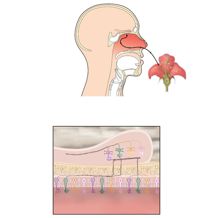 Transmission of smell showing scent reaching olfactory bulb and nerve signals passing to the brain for perception of smell.の写真素材