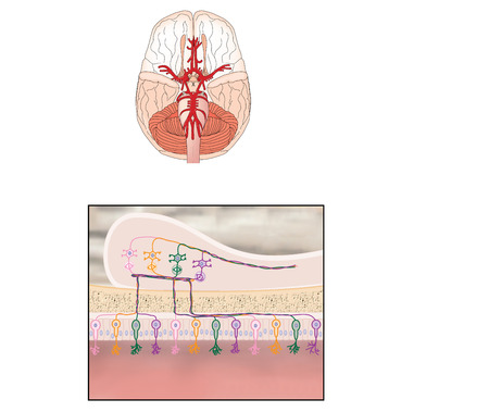 Location of the olfactory bulb and detail of sensory cells and nerve connectionsの写真素材