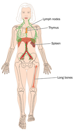 Sites of blood cell production, including the bone marrow and lymph nodesのイラスト素材