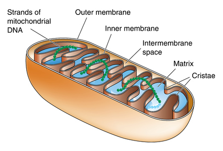 Cross section through a mitochondrion showing matrix, cristae and mitochondrial DNA