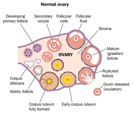 diagram of corpus albicans wiring block diagram Diagram of Corpus Luteum ready made deisgns for luteum diagram of fundus diagram of corpus albicans