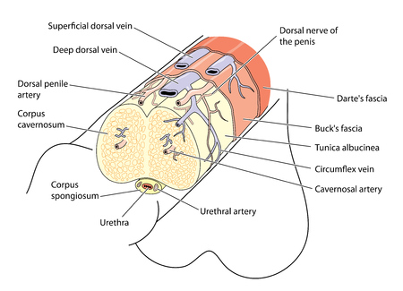 Vector Of Anatomy Of The Penis Showing ID 1 78261875 Royalty Free 