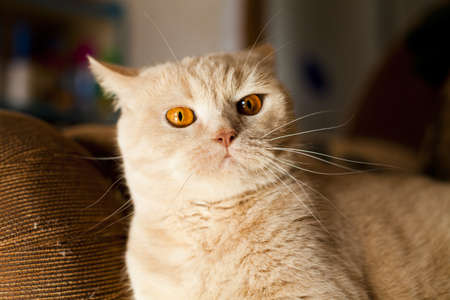 The big red cat of breed the British sit on a soft sofaの写真素材