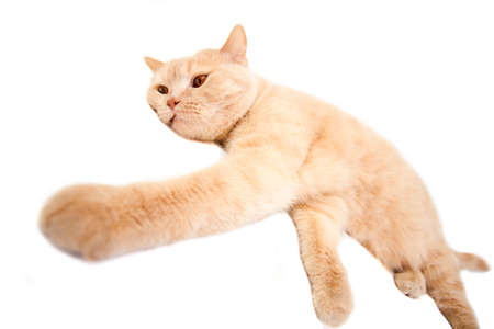 The big British red cat lies on a white backgroundの写真素材