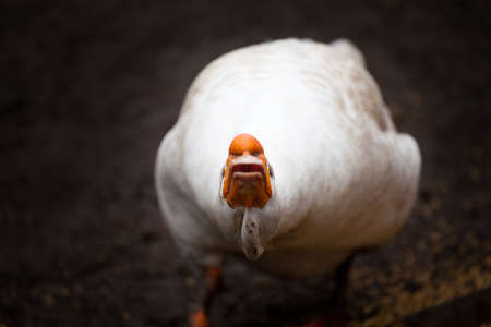 Adult white goose the male with blue eyesの写真素材