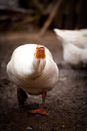 Adult white goose the male with blue eyesの写真素材