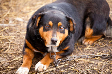 Old watchdog adhered on a chain with sad eyesの写真素材