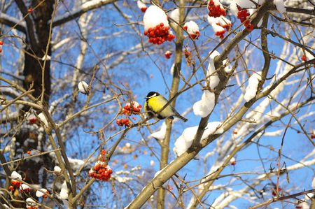 winter view..titmouse on rowanの写真素材