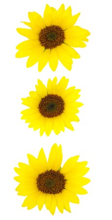 pattern three sunflowers isolated  の写真素材