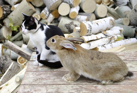 Cat and rabbit sitting together.の写真素材
