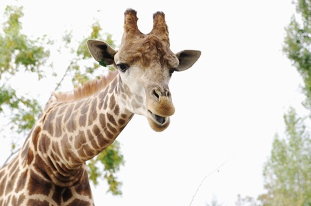 Portrait of giraffe, close up,  Safari Park Taigan,  Crimea,  Russiaの写真素材