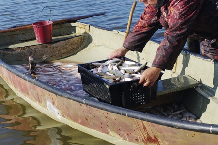 Fisher unloads catch of fish coregonus from boat in containerの写真素材