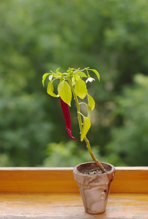 Hot pepper plant with red pod and flower in pot on wood windowsill, local soft focus, shallow DOF.の写真素材