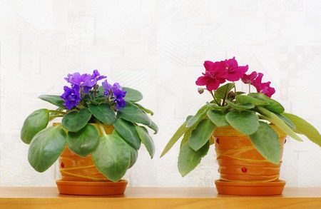 blooming senpolia in pots on shelfの写真素材