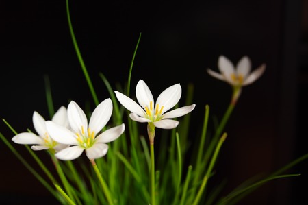 flowers rain lily closeup on dark backgroundの写真素材