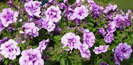 Petunia flowers white with purple streaks color, closeup, local focus, shallow DOFの写真素材