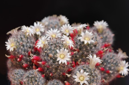 blooming cactus Mammillaria closeup on dark background, local focus, shallow DOFの写真素材
