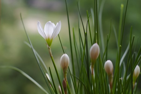 buds and flower rain lily Zephyranthes white, Candida Herb closeupの写真素材