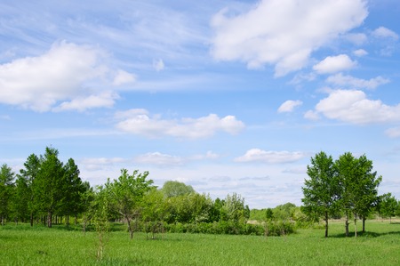 spring nature landscape with fresh blooming greenery and blue clouds skyの写真素材