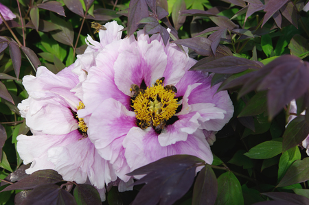 flowers of tree peony with bees closeup, local focus, shallow DOFの写真素材