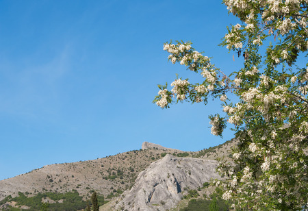 Spring views of Crimea, mountains and branches of blooming white acacia,   local focus, shallow DOFの写真素材