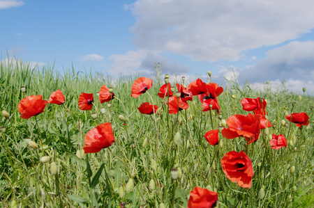 wild-growing red poppies on meadow closeupの写真素材