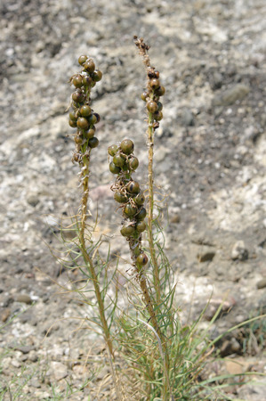 plant  Crimean asfodelina (lat. Asphodeline taurica),   stems with seeds, closeup,local focus, shallow DOFの写真素材