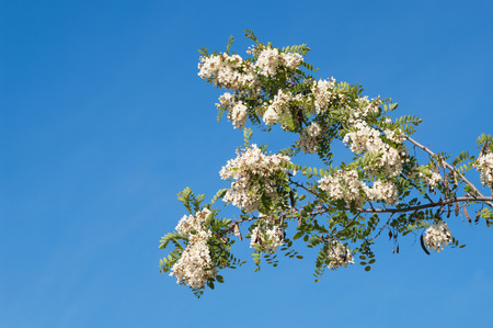 branches of blooming white acacia (Robinia pseudoacacia)on blue sky background,   closeup, local focus, shallow DOFの写真素材