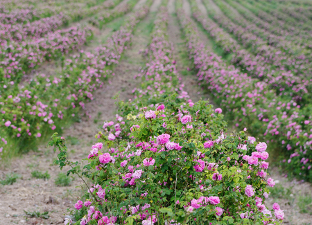 field of blooming crimean pink damask roses, rose bush closeup, local focus, shallow DOFの写真素材