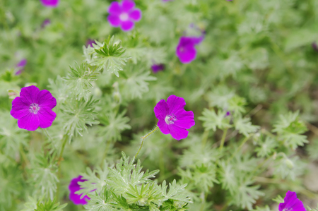 flowers of Geranium blood-red ( Geranium sanguineum )  closeup, local focus, shallow DOFの写真素材
