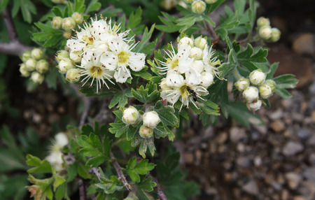 flowers of Hawthorn Meier (Crataegus meyeri Pojark)  closeup, local focus, shallow DOFの写真素材