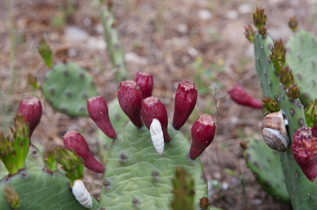 Prickly pear Indian (Opuntia ficus-indica) with red fruits and snailsの写真素材