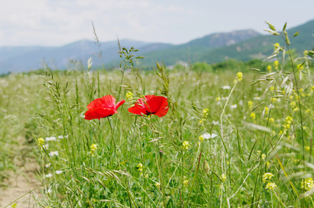 Spring in Baydarsky valley, Crimeaの写真素材