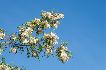 branches of blooming white acacia (Robinia pseudoacacia)on blue sky background,   closeup, local focus, shallow DOFの写真素材