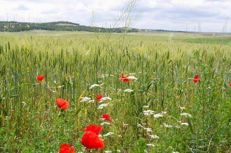 Spring green blooming fields at Bakhchisaray, Crimeaの写真素材